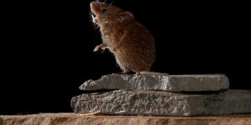 Ratas se drogan con narcóticos incautados en estación policial de Texas