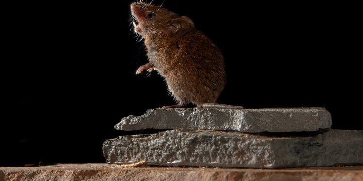 Ratas se drogan con narcóticos incautados en estación policial de Texas