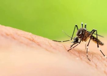 Científicos sugieren infectar semen de mosquitos para frenar el dengue