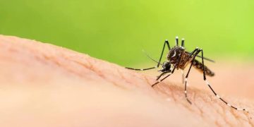 Científicos sugieren infectar semen de mosquitos para frenar el dengue