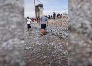 Miles de peces muertos aparecen en una playa de Chile