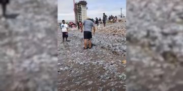 Miles de peces muertos aparecen en una playa de Chile