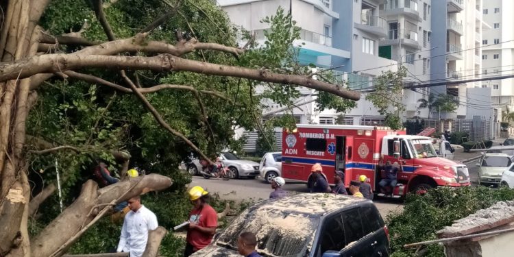 Bomberos DN trabajan para retirar árbol caído en calle El Retiro