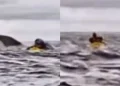 Momento de terror: Ballena engulló a un joven que hacía kayak en las costas de Chile