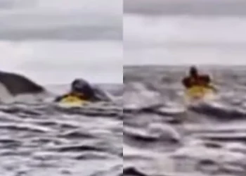 Momento de terror: Ballena engulló a un joven que hacía kayak en las costas de Chile