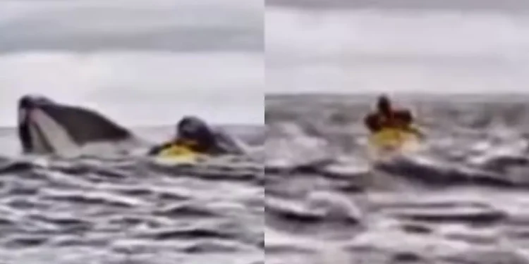 Momento de terror: Ballena engulló a un joven que hacía kayak en las costas de Chile