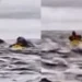 Momento de terror: Ballena engulló a un joven que hacía kayak en las costas de Chile