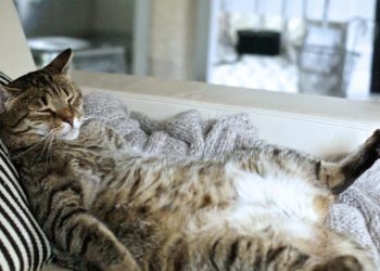 Condenan hombre por poner a gato a lamer su pene, grabarlo y hacerlo viral