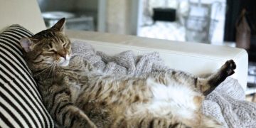 Condenan hombre por poner a gato a lamer su pene, grabarlo y hacerlo viral