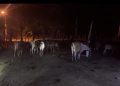 Patrulla del ejército Recupera 28 vacas y dos caballos que iban a ser llevados hacia Haití por cuatreros Haitianos este viernes en la frontera