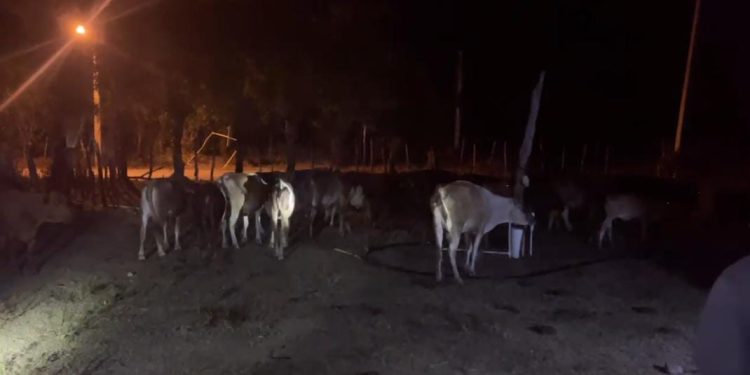 Patrulla del ejército Recupera 28 vacas y dos caballos que iban a ser llevados hacia Haití por cuatreros Haitianos este viernes en la frontera
