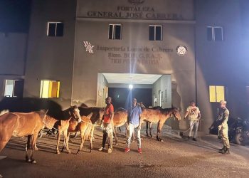 Ejército recupera ganado y decomisa cigarrillos de contrabando durante operativos en Dajabón y Elías Piña