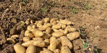 Ministerio de Agricultura interviene parcela con sospecha de plaga de papas en Constanza