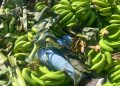Detienen dominicanos ocultaban a dos indocumentados en un camión cargado de guineos verdes