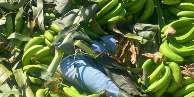 Detienen dominicanos ocultaban a dos indocumentados en un camión cargado de guineos verdes