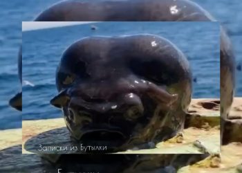 ¡Pez extraterrestre! fotógrafo saca del océano rara criatura marina