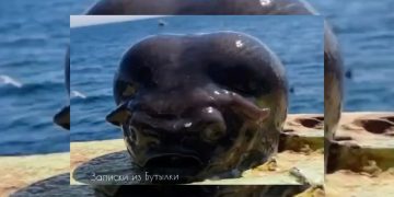 ¡Pez extraterrestre! fotógrafo saca del océano rara criatura marina