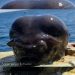 ¡Pez extraterrestre! fotógrafo saca del océano rara criatura marina