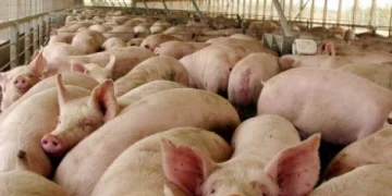 Dirección de Ganadería en regional noroeste confirmó brote de peste porcina en Dajabón