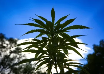 El presidente de Colombia pide al Congreso legalizar el cultivo de la marihuana