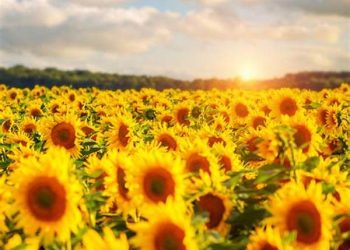 Flores amarillas el 21 de marzo: ¿Por qué se regalan y qué significan?