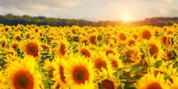 Flores amarillas el 21 de marzo: ¿Por qué se regalan y qué significan?