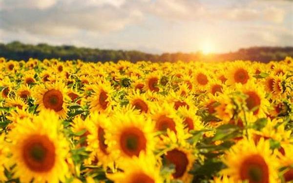 Flores amarillas el 21 de marzo: ¿Por qué se regalan y qué significan?