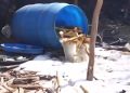 Desmantelan fábrica clandestina de alcohol e incauta más de 13,000 litros en Barahona