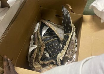 CODOPESCA decomisa 259 libras de tortuga tinglar; la especie está en peligro de extinción