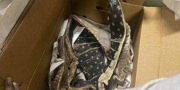 CODOPESCA decomisa 259 libras de tortuga tinglar; la especie está en peligro de extinción