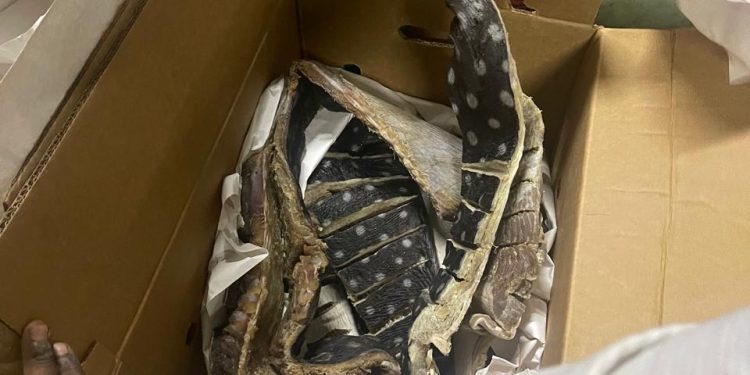 CODOPESCA decomisa 259 libras de tortuga tinglar; la especie está en peligro de extinción