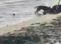 Sin piedad perro pitbull ataca mujer en la playa de Palenque