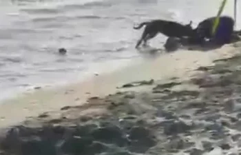 Sin piedad perro pitbull ataca mujer en la playa de Palenque