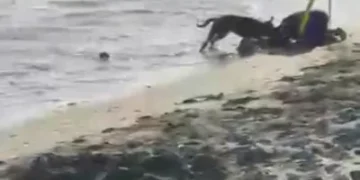 Sin piedad perro pitbull ataca mujer en la playa de Palenque