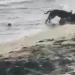Sin piedad perro pitbull ataca mujer en la playa de Palenque