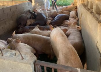 Sacrifican 300 cerdos por Peste Porcina a productor y autoridades se niegan pagarle compensación por perdidas   