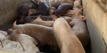 Sacrifican 300 cerdos por Peste Porcina a productor y autoridades se niegan pagarle compensación por perdidas   