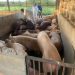 Sacrifican 300 cerdos por Peste Porcina a productor y autoridades se niegan pagarle compensación por perdidas   