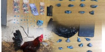 DICRIM apresa varias personas por drogas y posesión indebida de un gallo en Baní