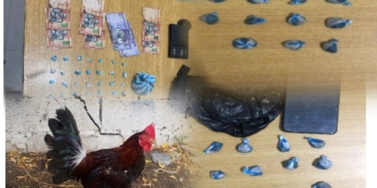 DICRIM apresa varias personas por drogas y posesión indebida de un gallo en Baní