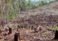 Opción Democrática respalda denuncia de comunidades por tala en cabecera del río Naranjo: “Esto es un acto de depredación ambiental que sabotea el diálogo”