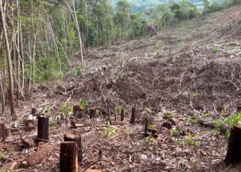 Opción Democrática respalda denuncia de comunidades por tala en cabecera del río Naranjo: “Esto es un acto de depredación ambiental que sabotea el diálogo”