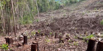 Opción Democrática respalda denuncia de comunidades por tala en cabecera del río Naranjo: “Esto es un acto de depredación ambiental que sabotea el diálogo”