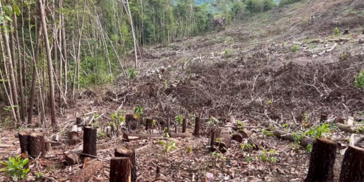 Opción Democrática respalda denuncia de comunidades por tala en cabecera del río Naranjo: “Esto es un acto de depredación ambiental que sabotea el diálogo”