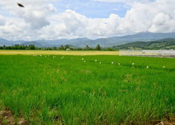 Cosecha de Arroz 2025: Un hito histórico que marca un nuevo récord gracias al liderazgo del Presidente Luis Abinader y el Ministro Limber Cruz