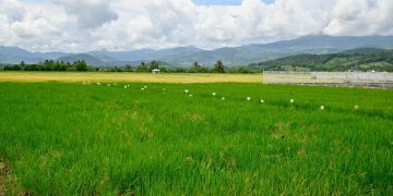 Cosecha de Arroz 2025: Un hito histórico que marca un nuevo récord gracias al liderazgo del Presidente Luis Abinader y el Ministro Limber Cruz