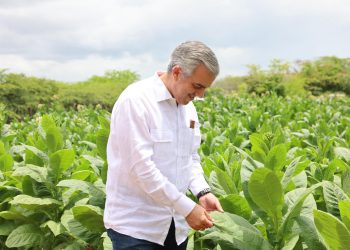 Tabaco dominicano llega a 148 países informó Intabaco