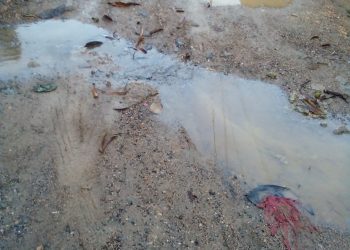 Sacerdote solicita arreglo de calles en SDN; dice niños llegan sucios del lodo a colegio católico San Miguel