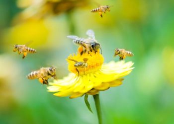 Día Mundial de las Abejas: ¿por qué se celebra el 20 de mayo?