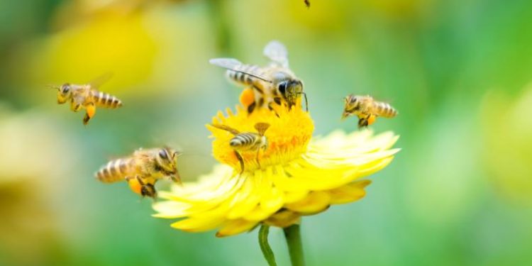 Día Mundial de las Abejas: ¿por qué se celebra el 20 de mayo?